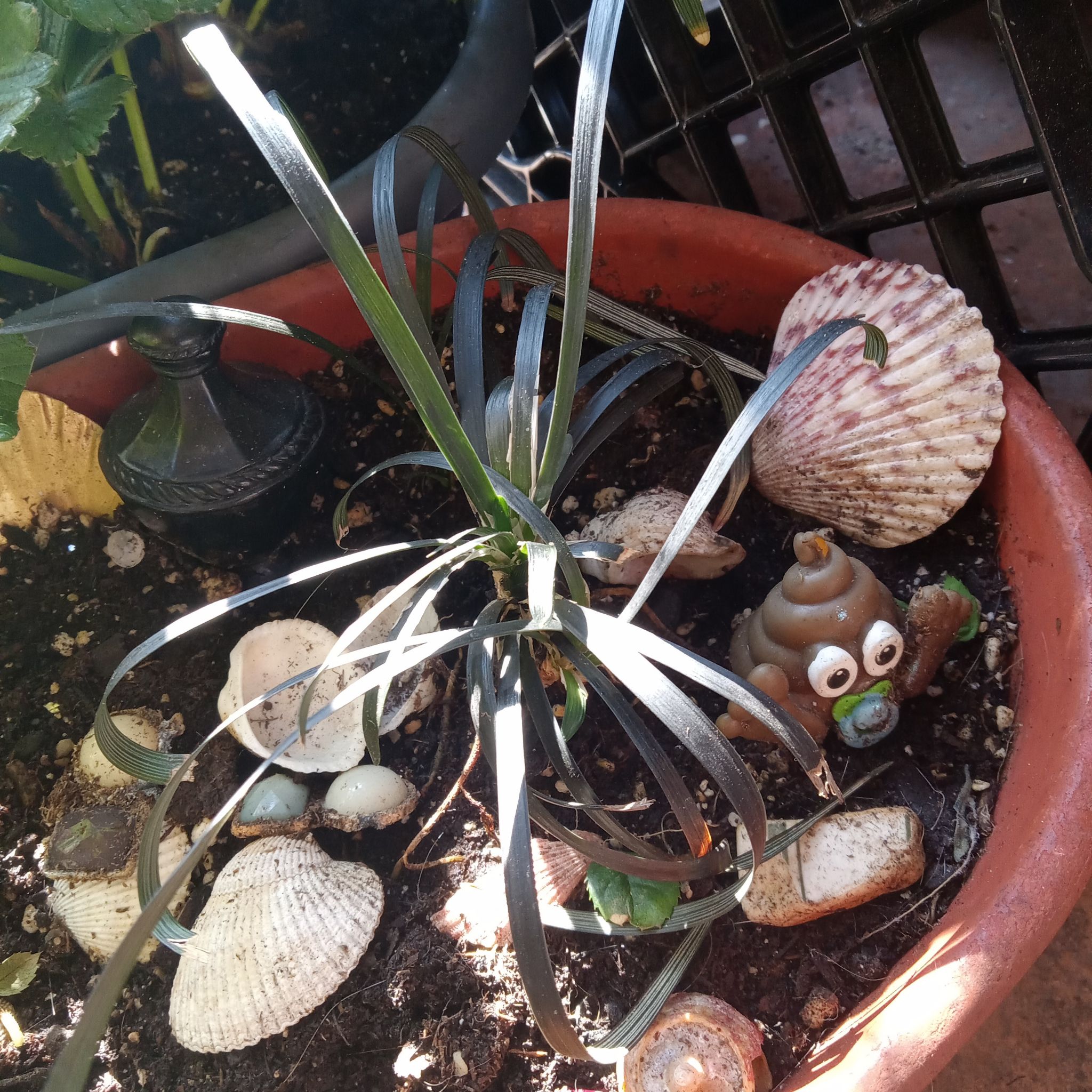Photo of the plant species Ophiopogon planiscapus by @ExactDaffodila named Maya on Greg, the plant care app