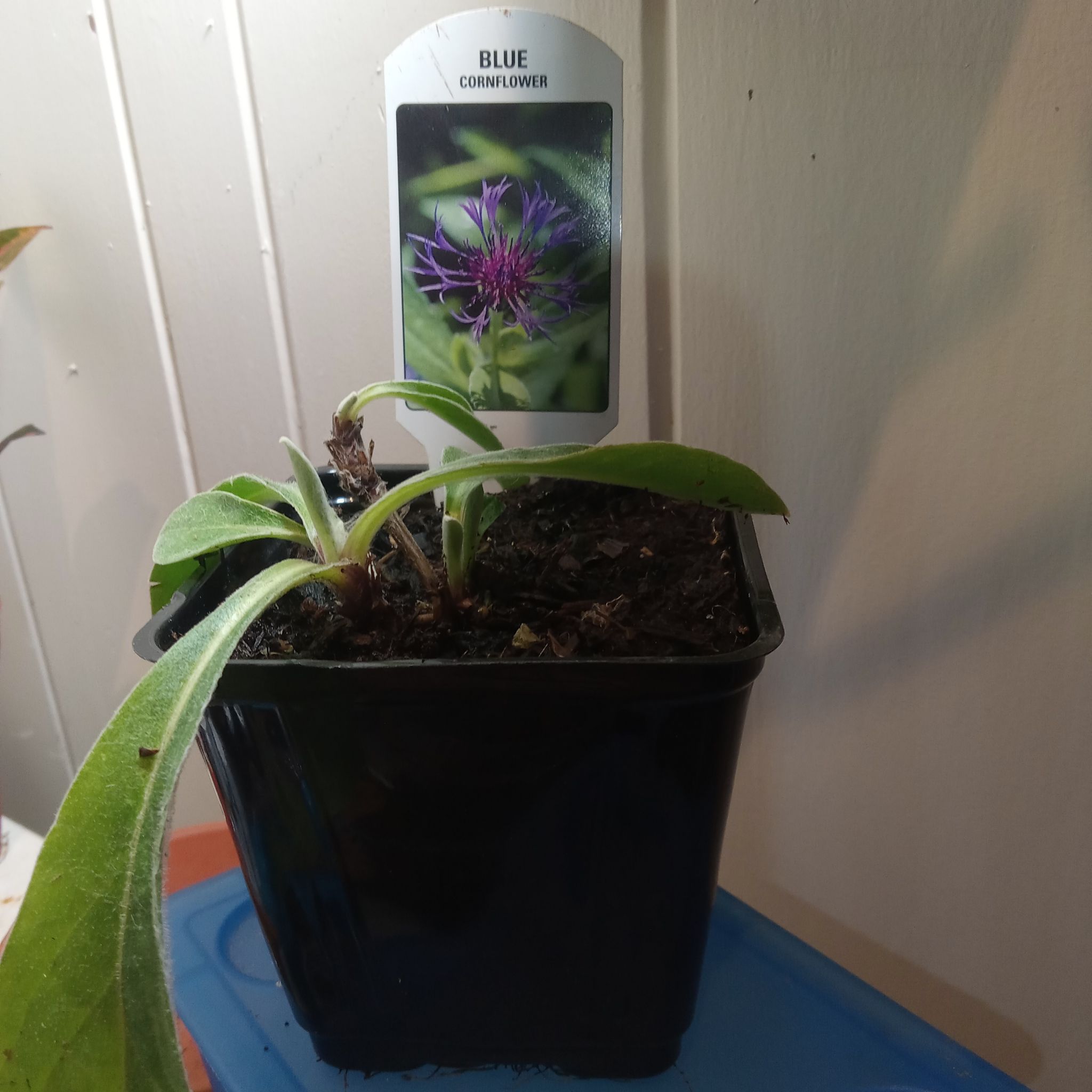 Photo of the plant species Corn Plant by @ExactDaffodila named Robert Plant on Greg, the plant care app