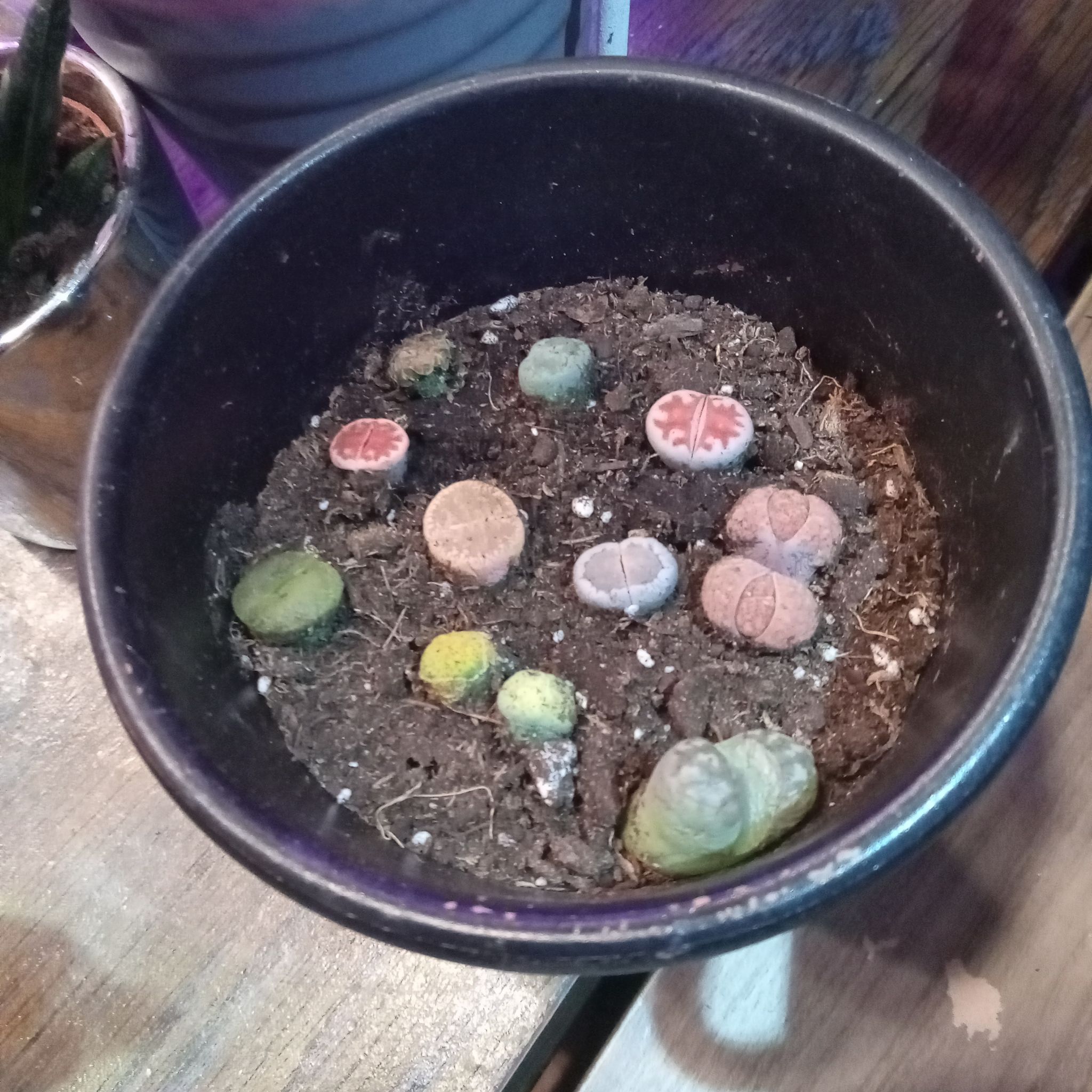 Babies