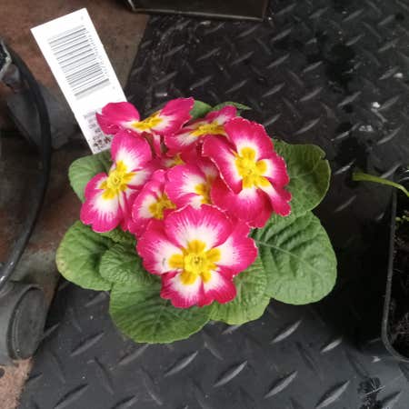 Photo of the plant species Primula by Exactdaffodila named Purrty on Greg, the plant care app