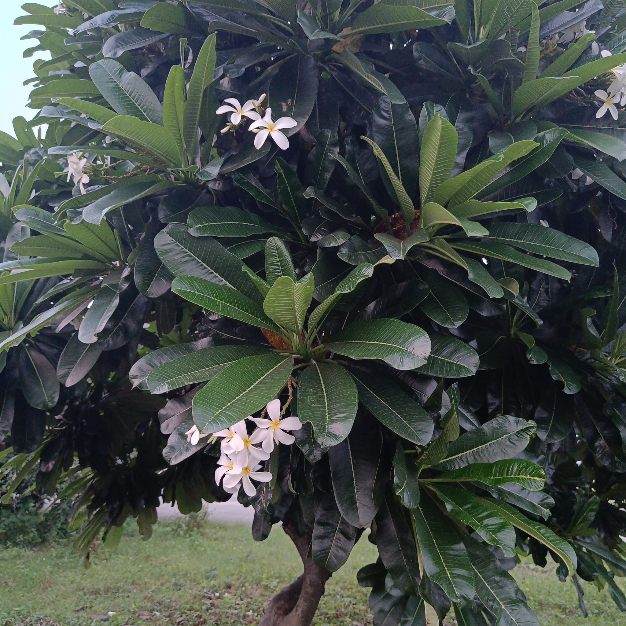 Singapore Graveyard Flower plant with dark green leaves and white flowers.