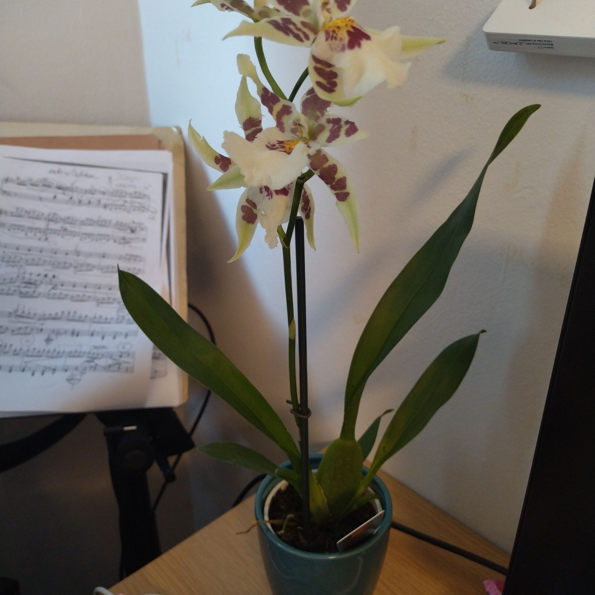 Dancing-Lady Orchid in a small pot with blooming flowers and green leaves.