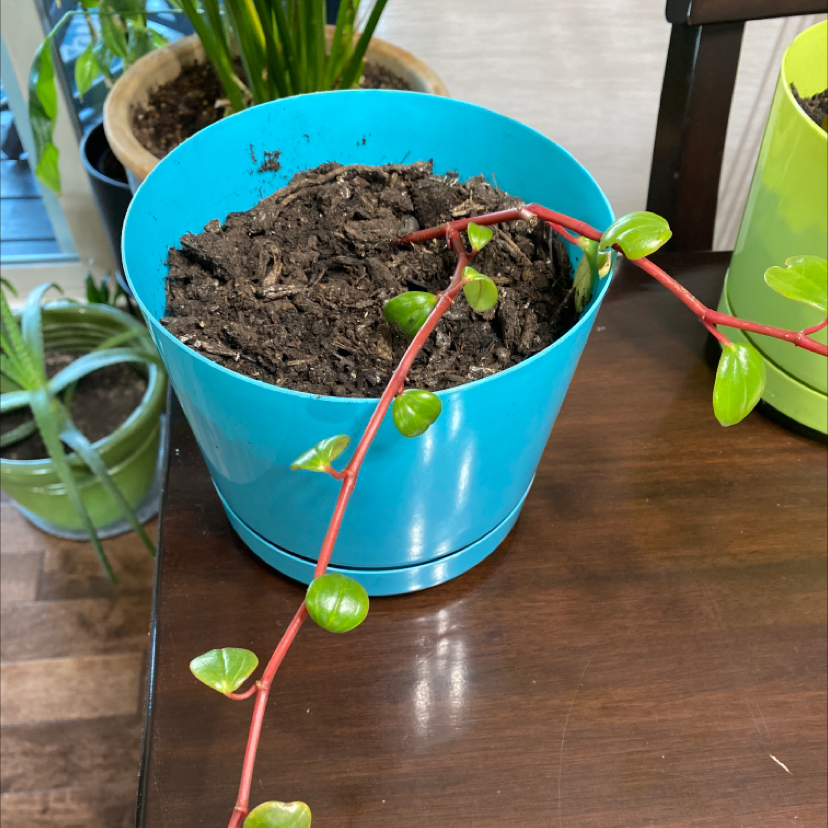Maidenhair Vine in a blue pot with trailing stem and green leaves.