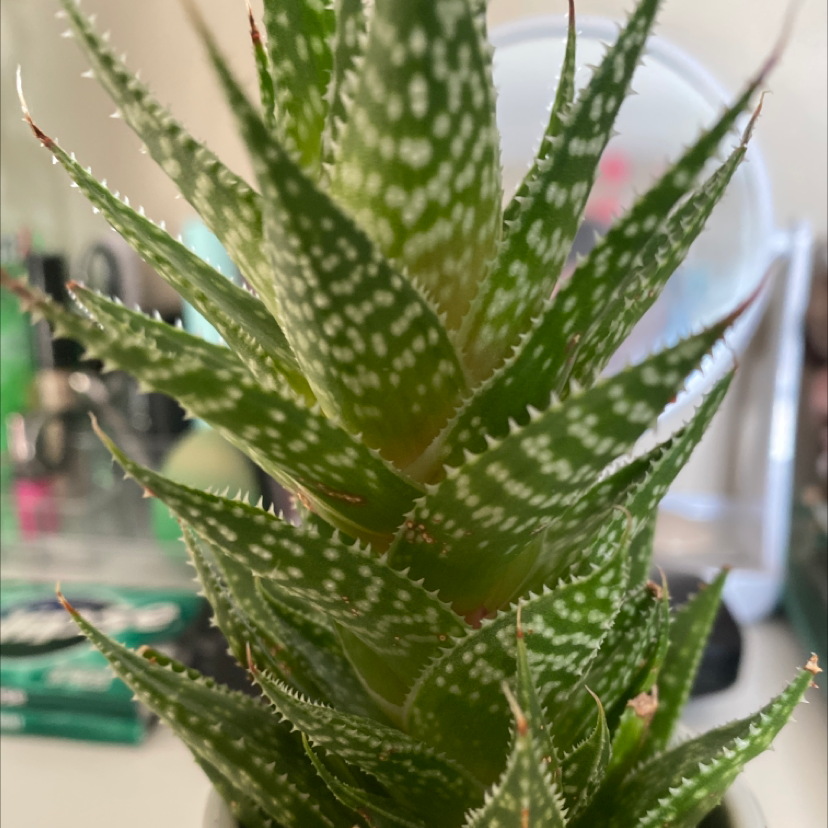 Zebra Plant plant photo by @Chloe1810 named Mochi on Greg, the plant care app.