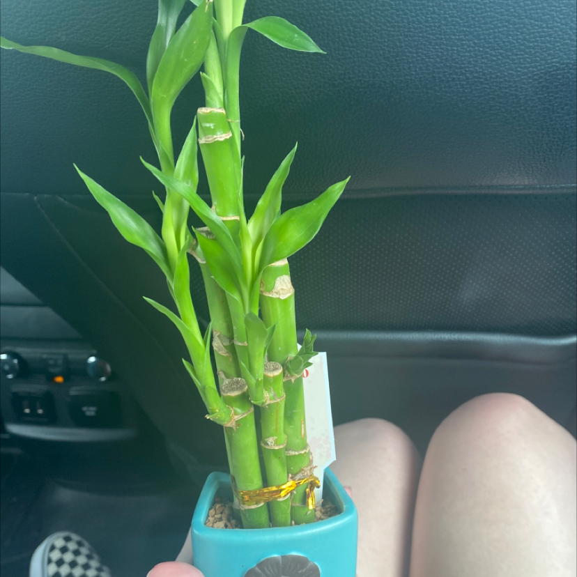 Lucky Bamboo plant photo by @Chloe1810 named Darwin on Greg, the plant care app.