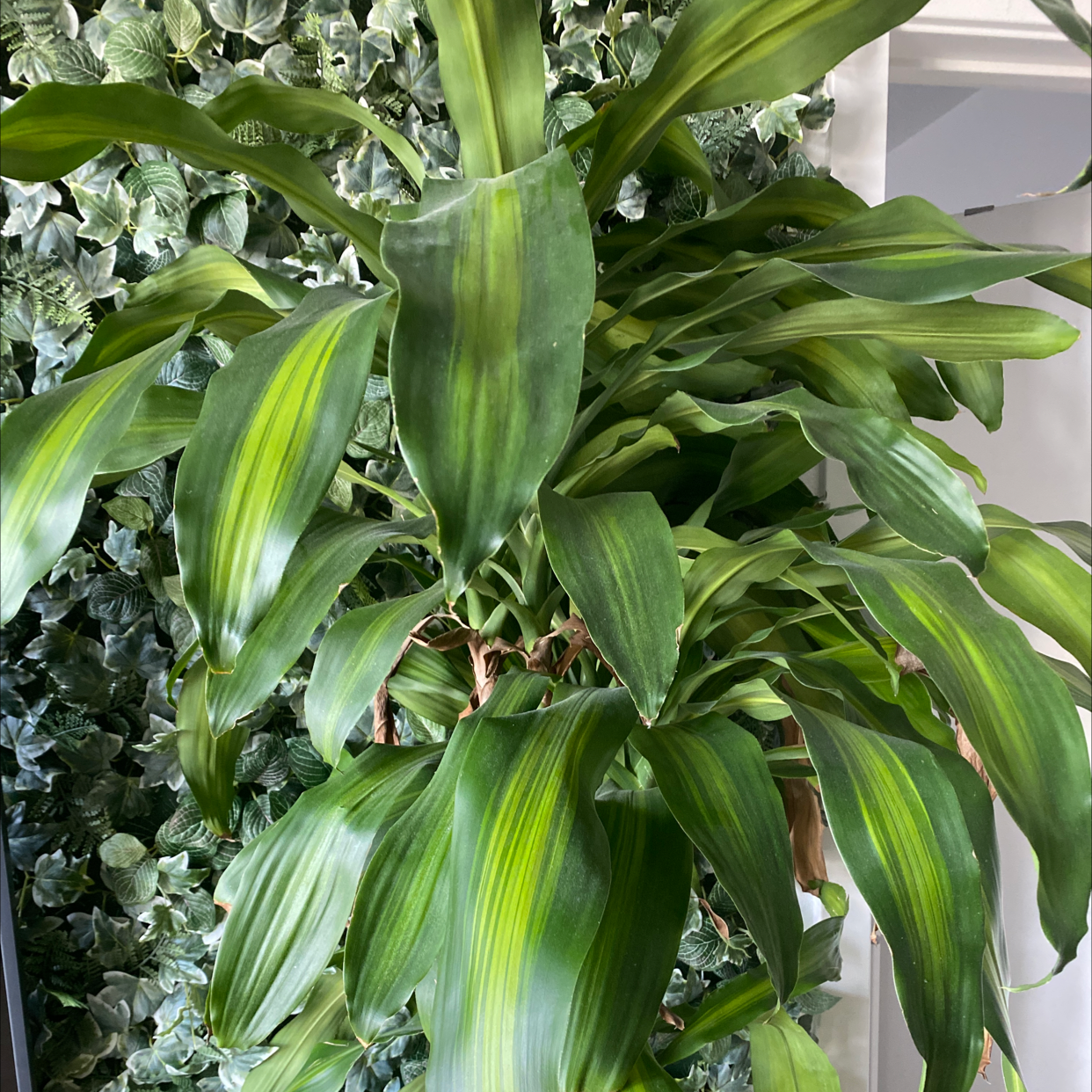 Dracaena Massangeana plant with vibrant green leaves and yellow stripes.