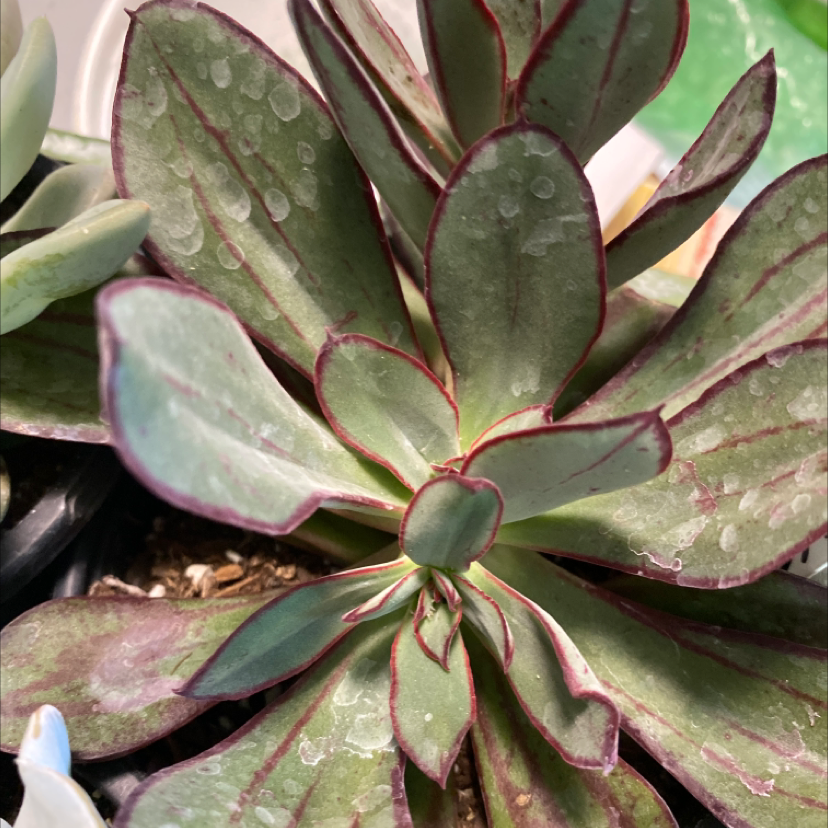 Painted Echeveria with healthy, fleshy leaves and distinct red edges.