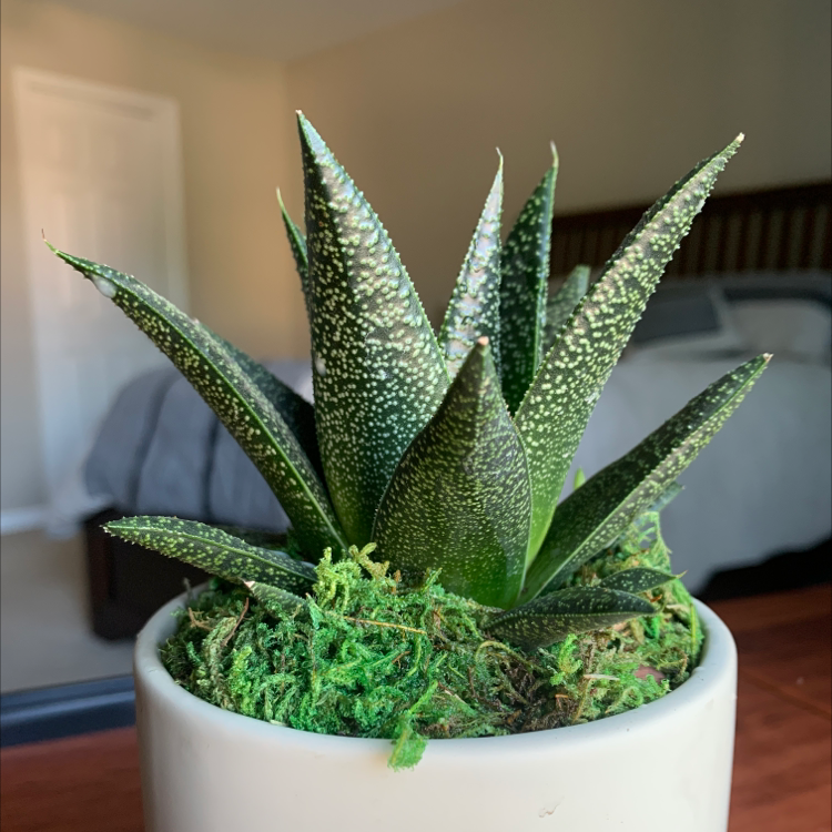 Bredasdorp Gasteria plant in a white pot with green moss, placed in a bedroom.