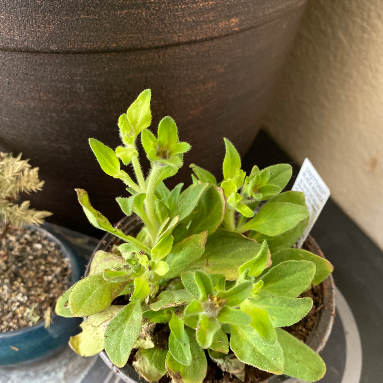 Healthy potted oregano plant with vibrant green leaves growing in brown ceramic pot with soil visible