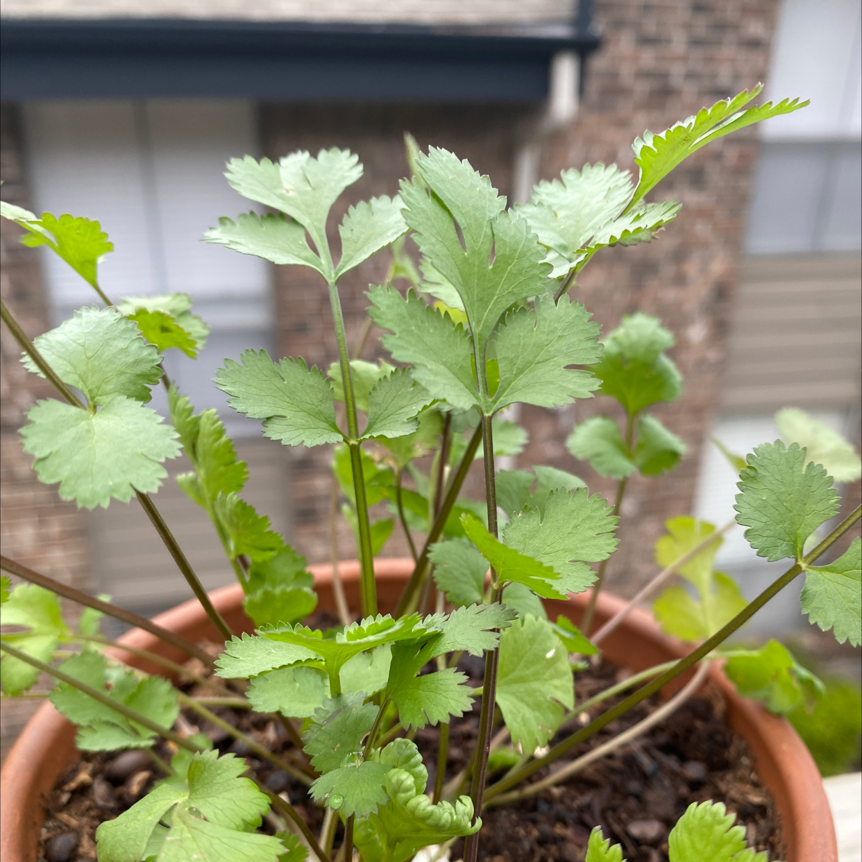 Potted coriander plant with healthy green leaves.