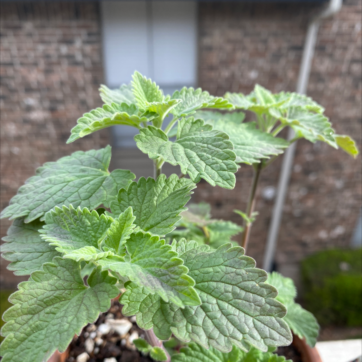 Healthy catnip plant with vibrant green leaves in a pot.