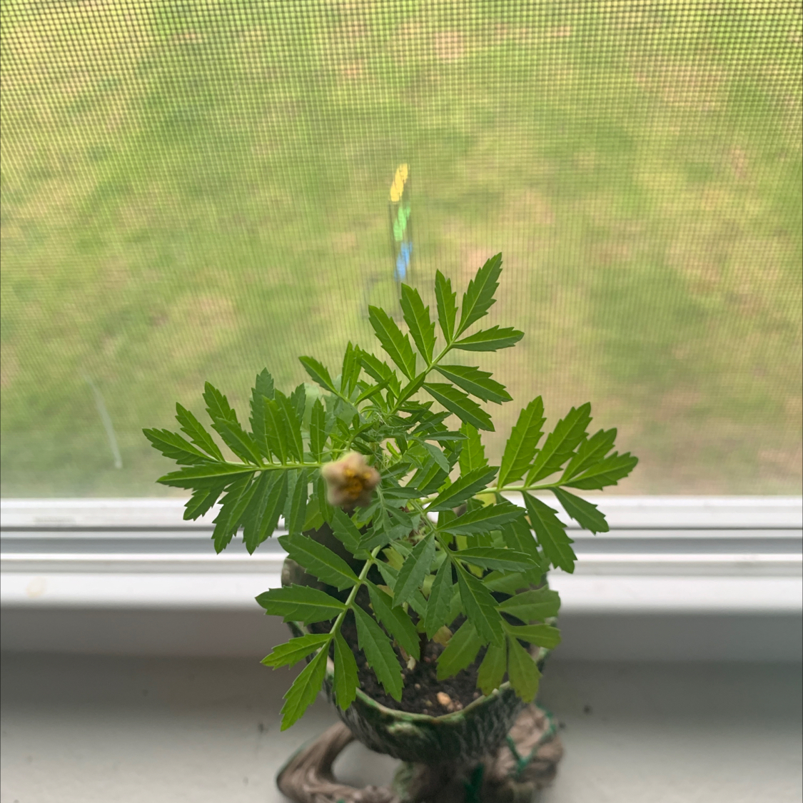 Photo of the plant species Dwarf Marigold by @Sirandrew02 named Vision McFlurry on Greg, the plant care app