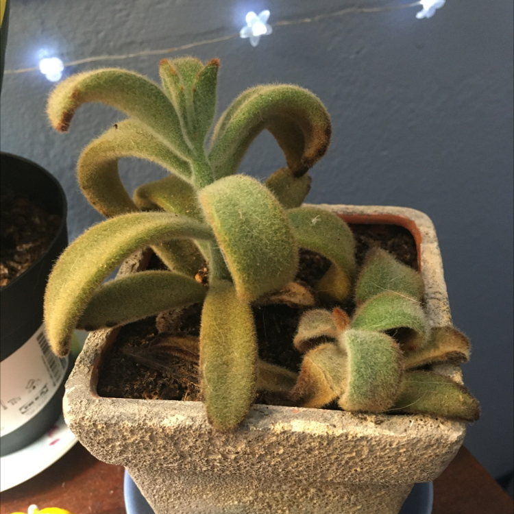 Panda Plant (Kalanchoe tomentosa) in a pot with visible soil, well-framed and in focus.