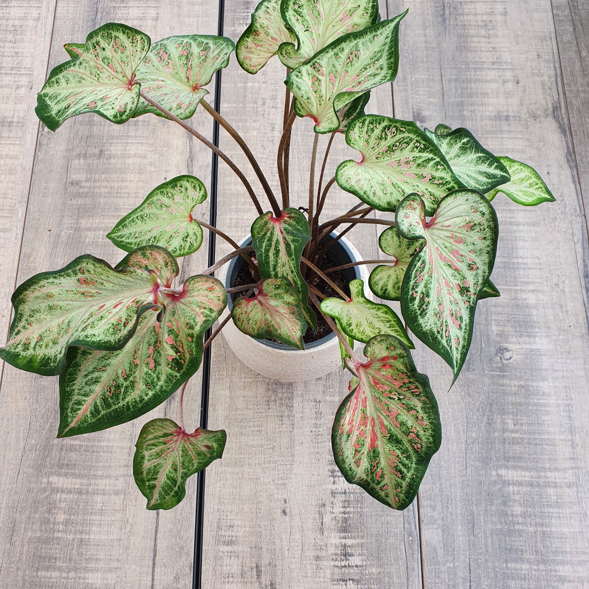 Photo of the plant species Heart of Jesus by @FashionerBroom named U on Greg, the plant care app