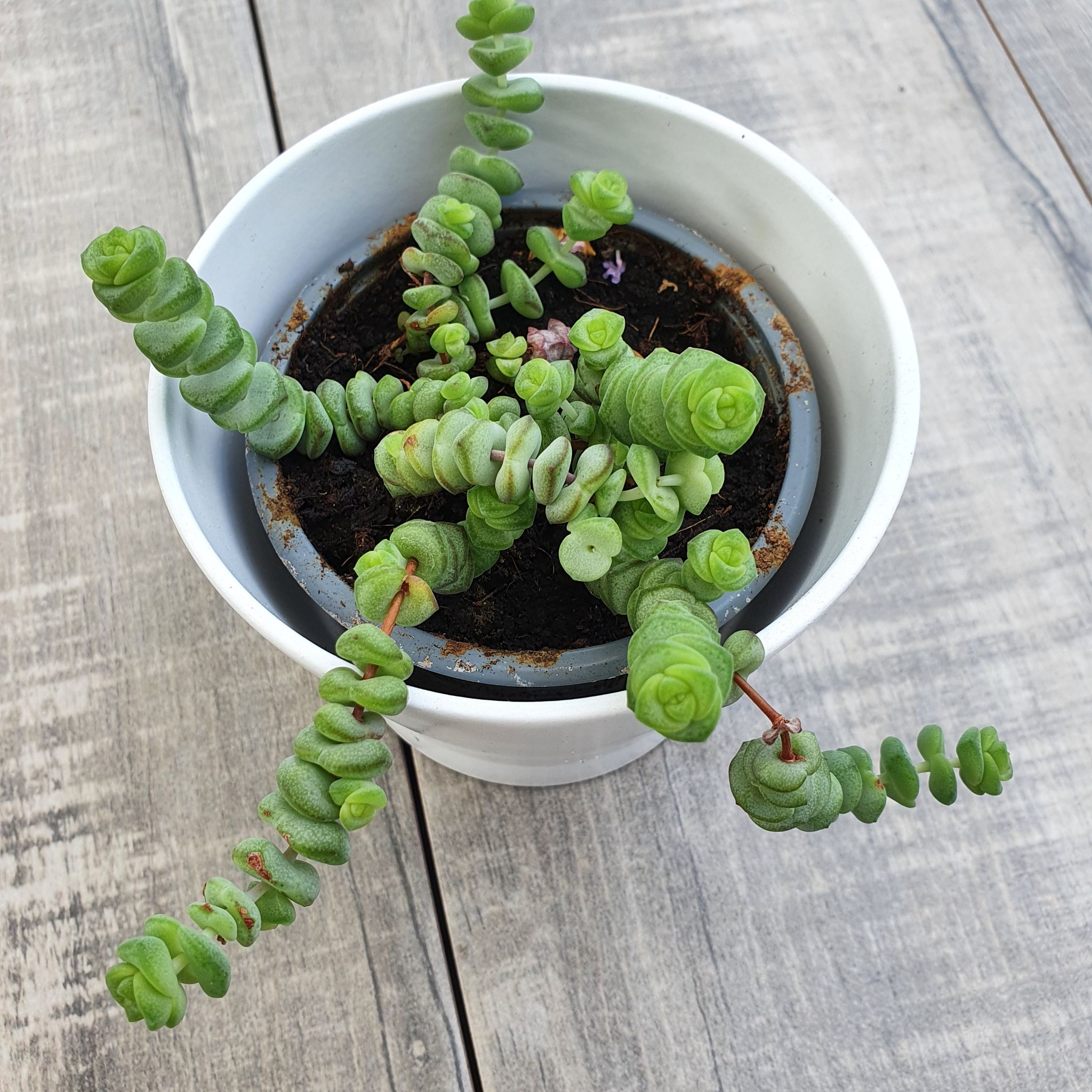 Photo of the plant species String of Buttons by @FashionerBroom named R on Greg, the plant care app