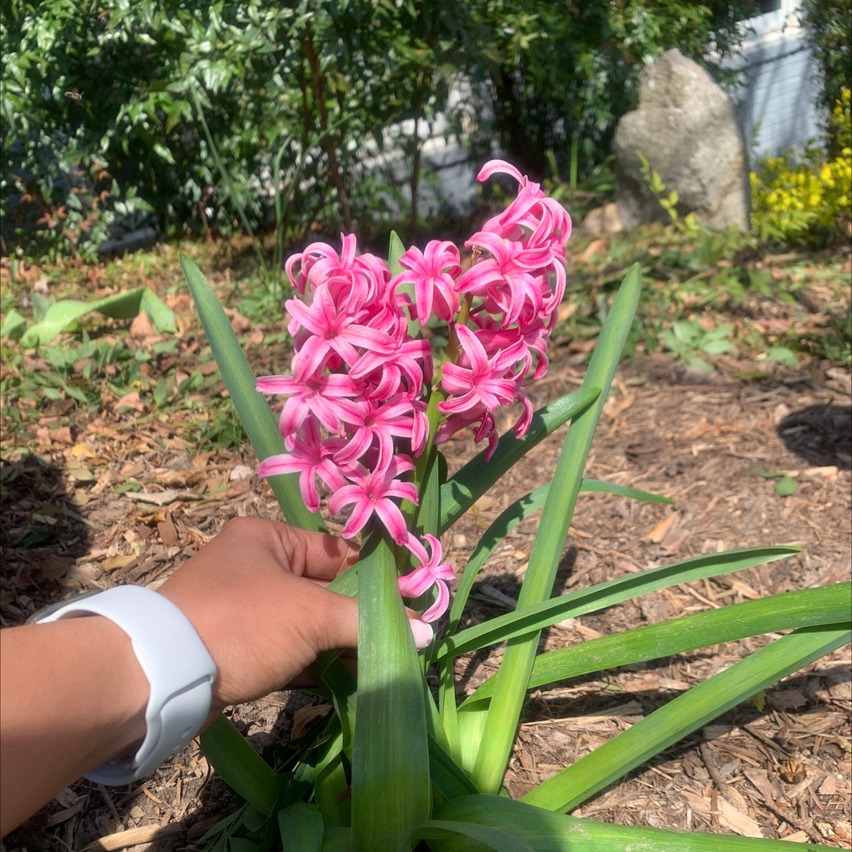 Garden Hyacinth with pink flowers in a garden, hand holding the plant.