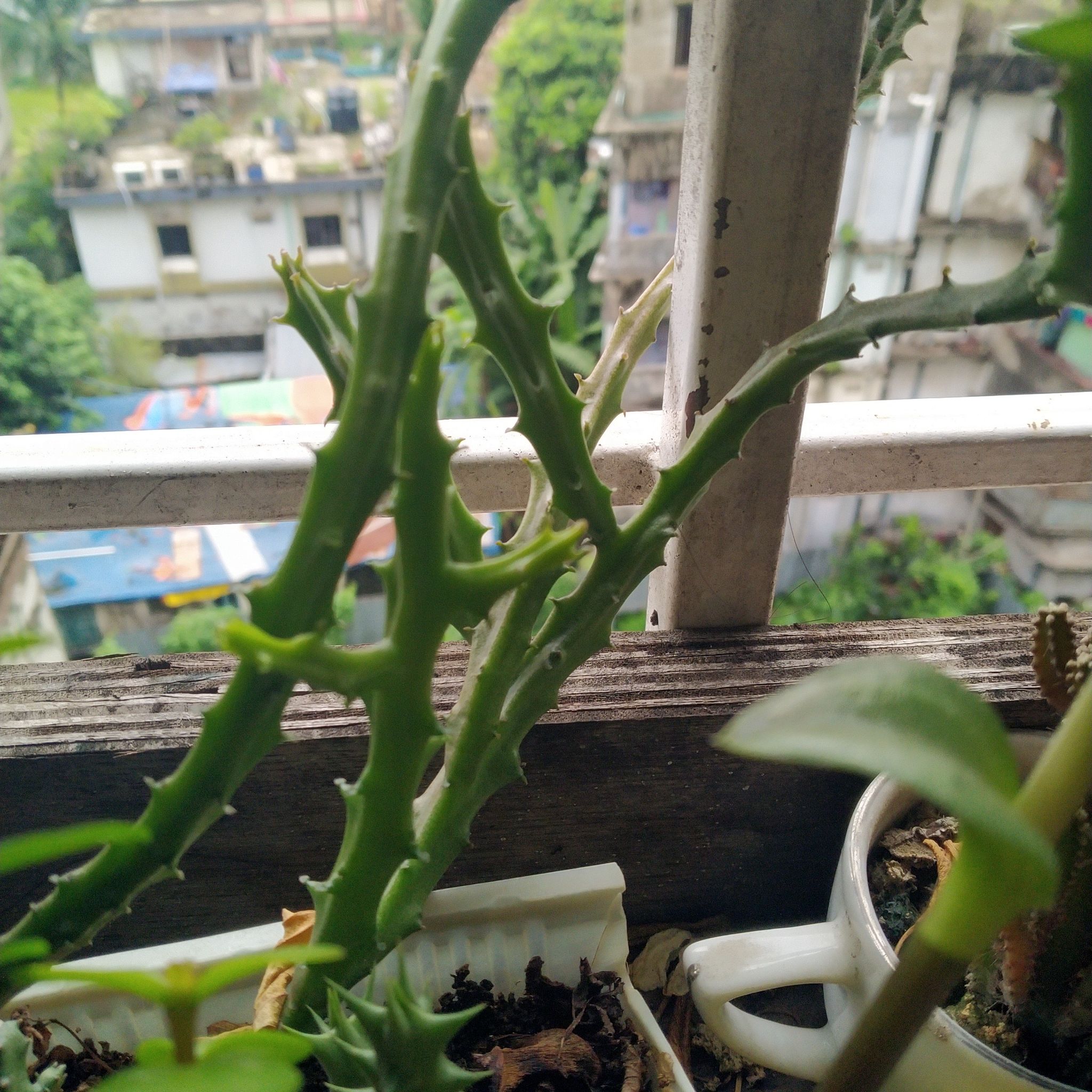 Photo of the plant species Stapelia divaricata by @BoldOxlip named Stepelia on Greg, the plant care app