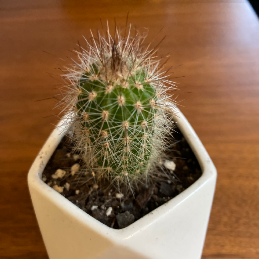 Correll's Hedgehog Cactus in a white pot with visible soil.