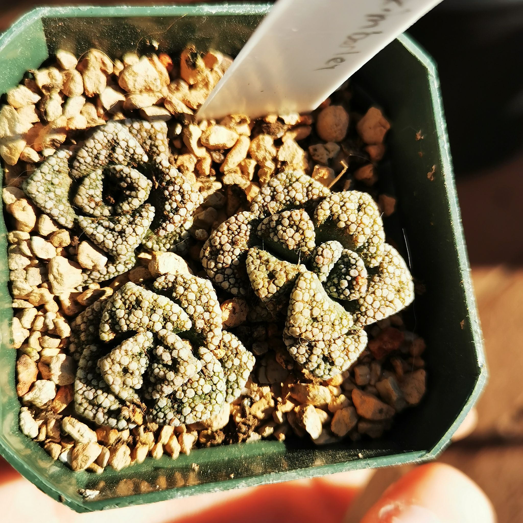 Concrete Leaf Living Stone plant in a pot with gravelly soil, well-focused and healthy.