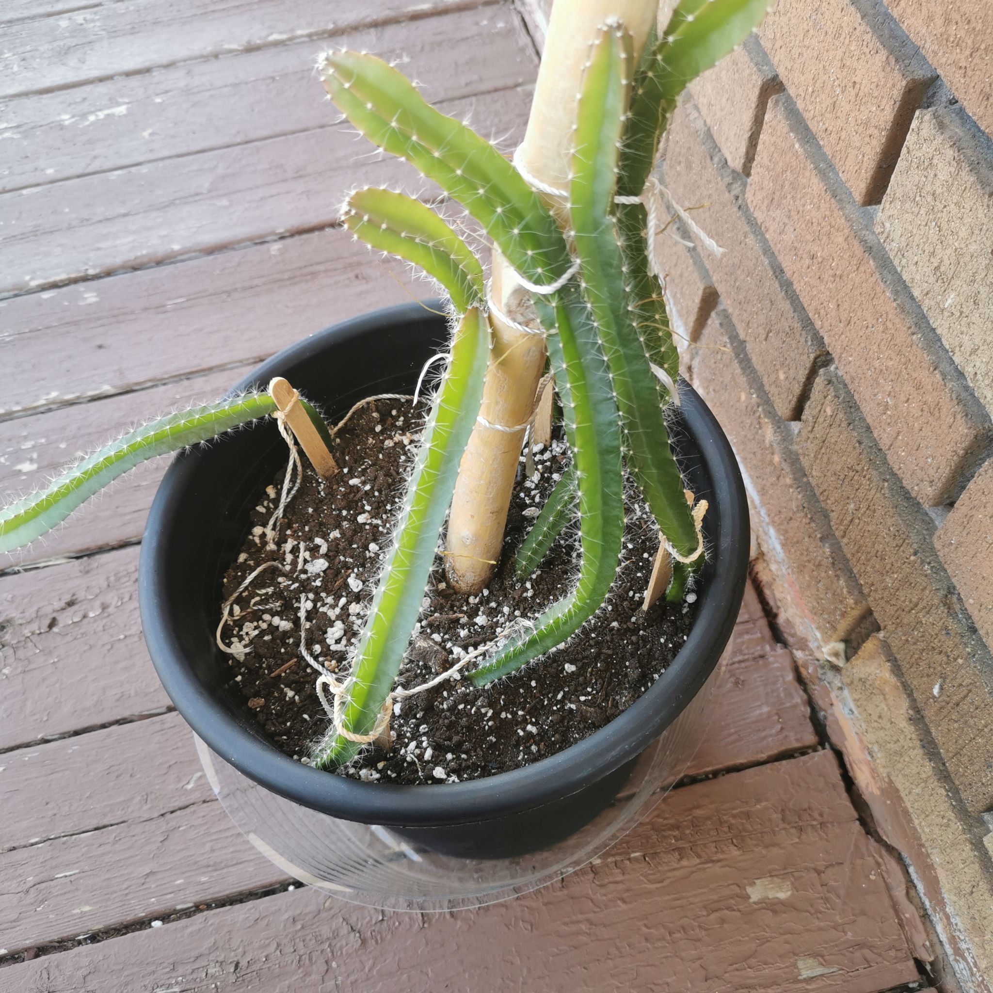 Photo of the plant species Dragon Fruit by @ShowySalad named Fruit du dragon on Greg, the plant care app