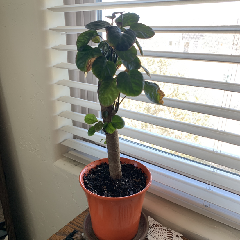 Potted Fabian Aralia plant near a window with some browning leaves.
