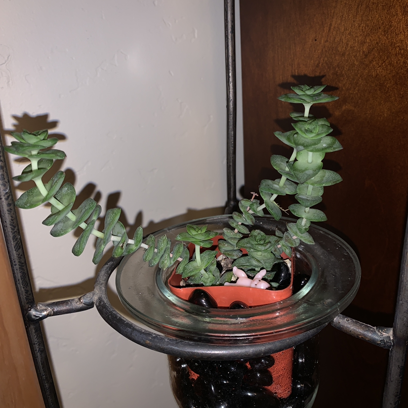 Crassula rupestris plant in a small pot, healthy green leaves, no visible health issues.