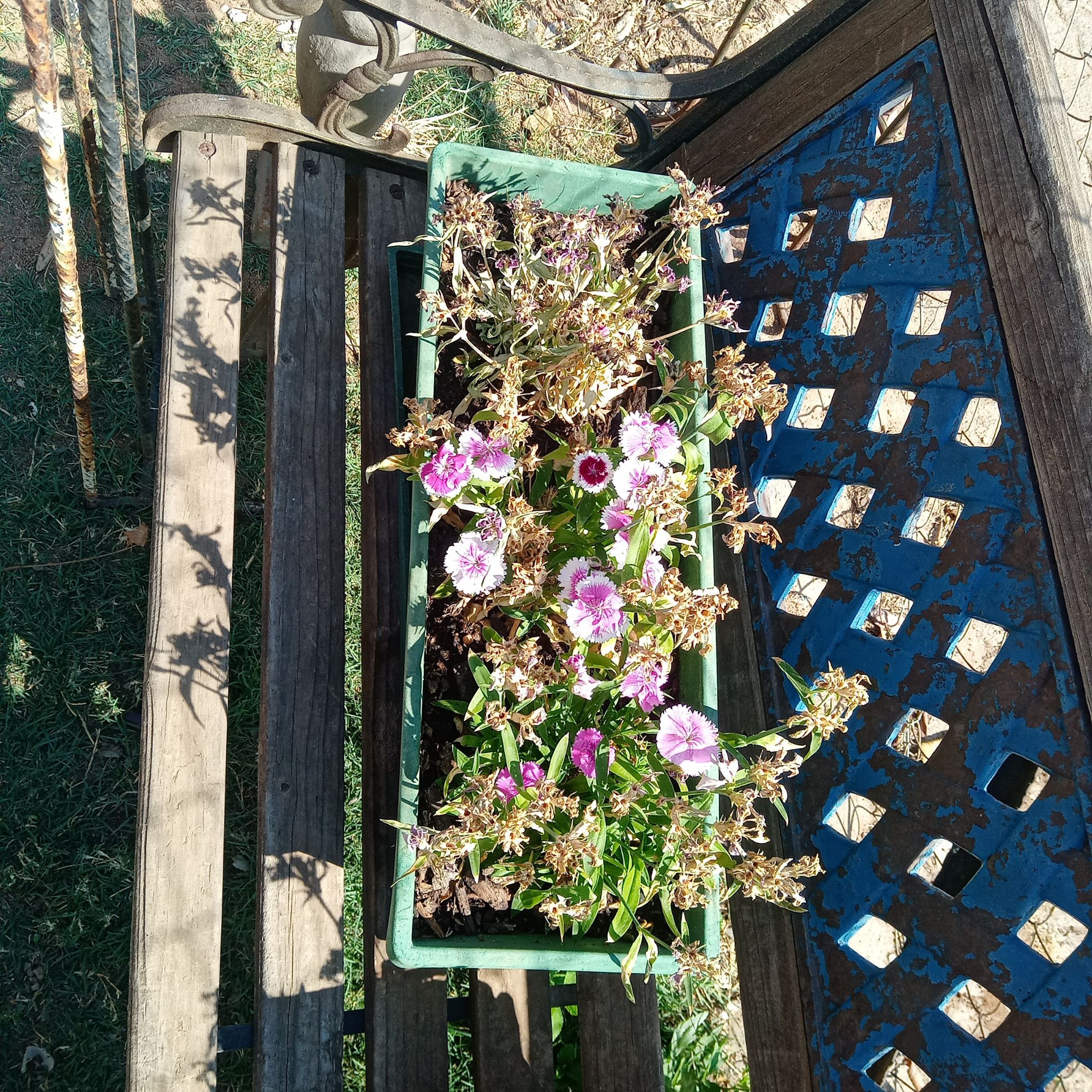 Rectangular planter with Chinese Pink flowers on a wooden bench. Some flowers are blooming, others are wilted.