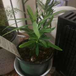 Podocarpus Plant plant