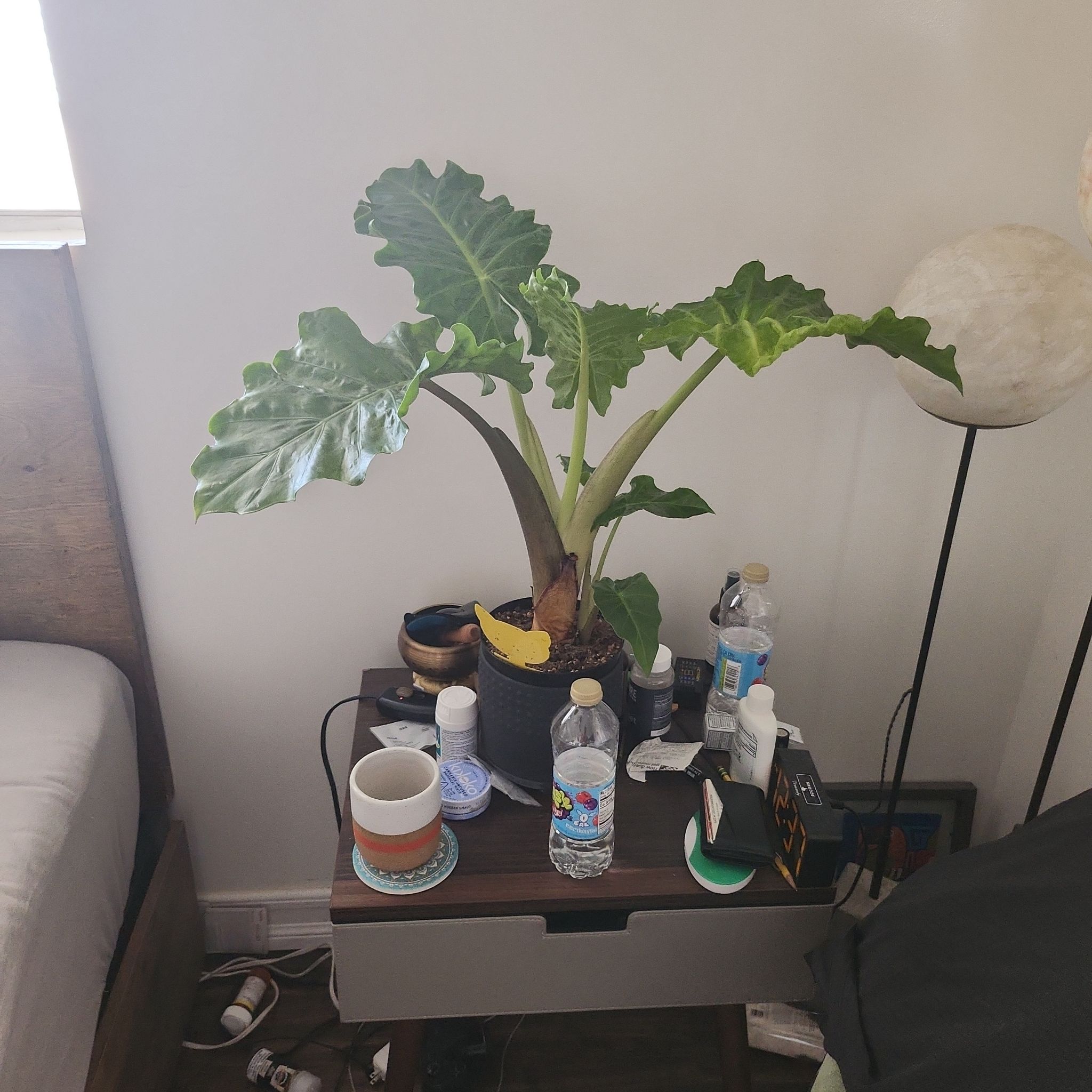 Alocasia 'Portora' plant on a bedside table with large green leaves.