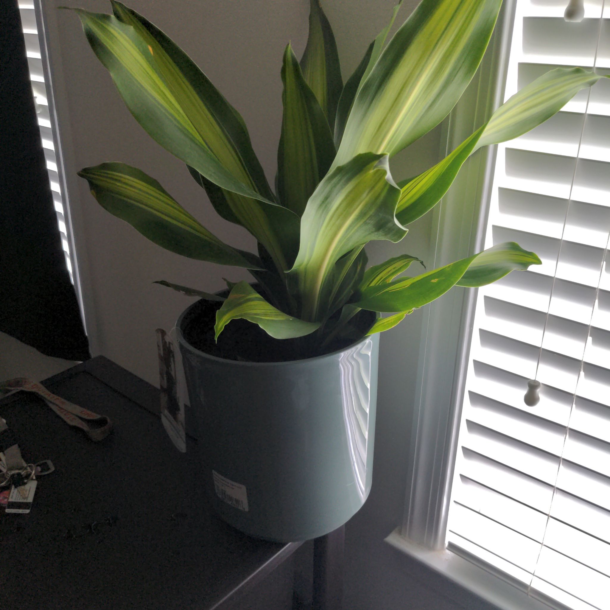 Dracaena 'Golden Heart' plant in a pot near a window with vibrant green and yellow variegated leaves.