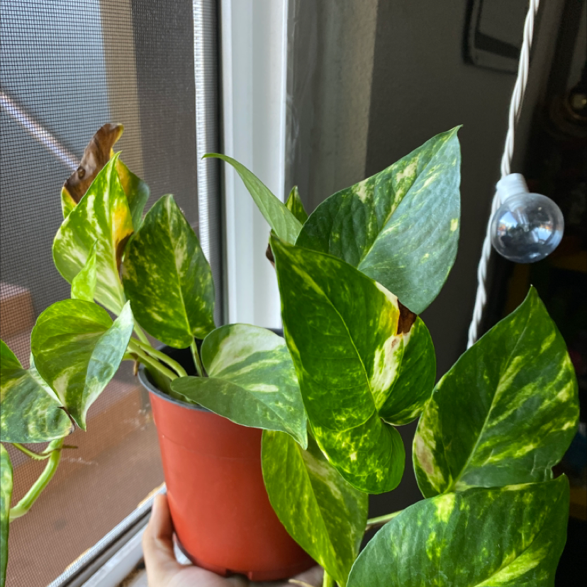 Taro Vine plant photo by @Kingk named Raveena on Greg, the plant care app.