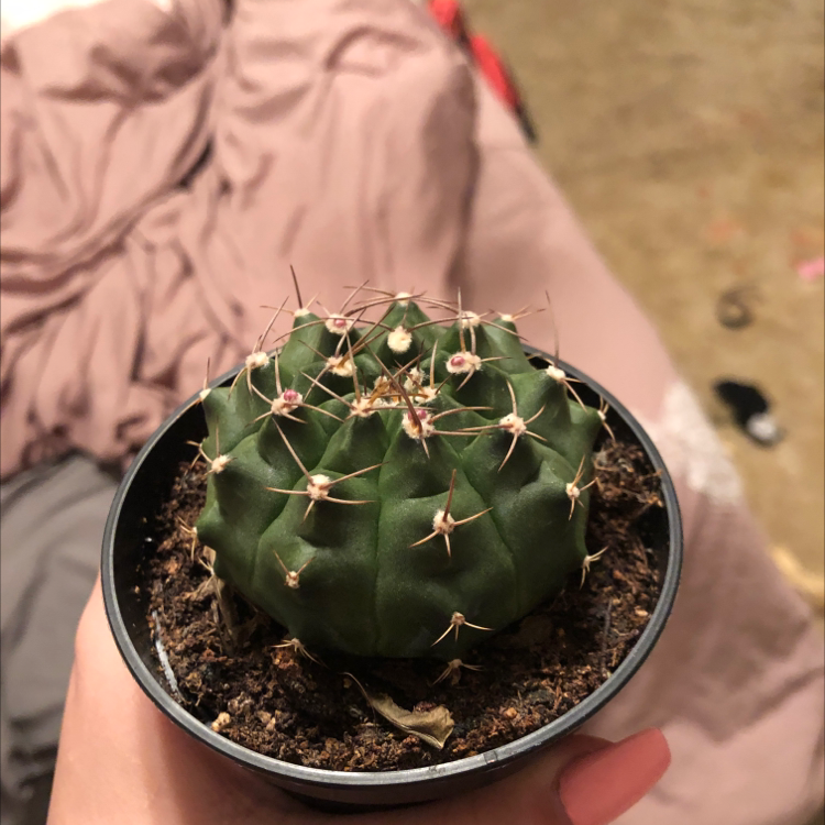 Texas Barrel Cactus in a pot, held by a hand, with visible soil.