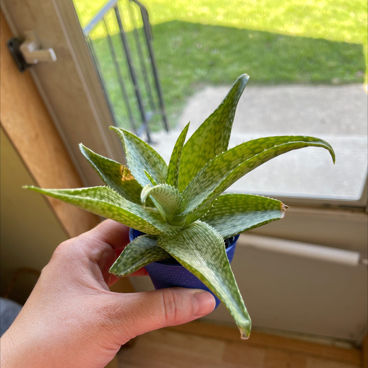 Broad-Leaved Aloe plant being held by a hand near a window with outdoor scenery.