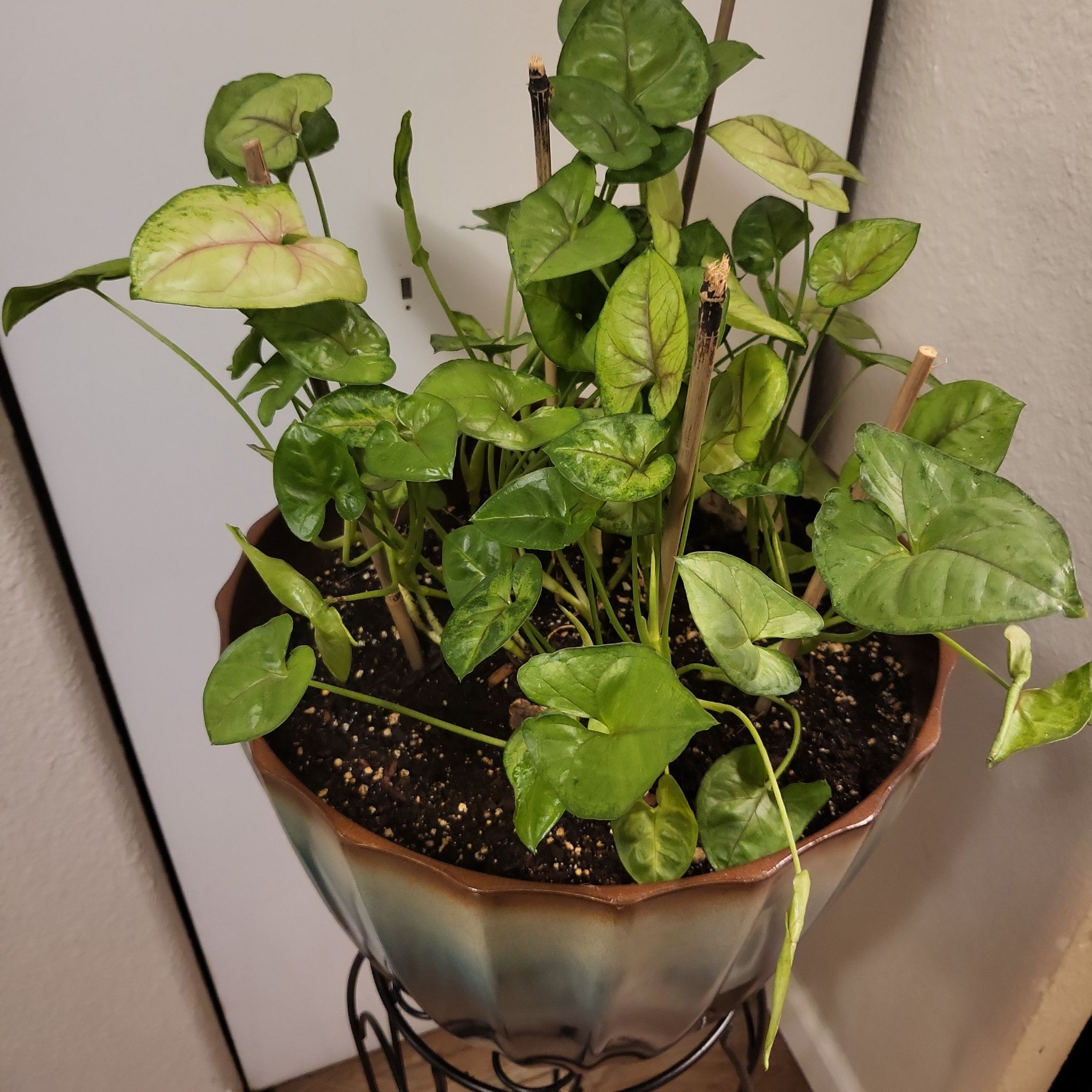 Pink Allusion Arrowhead Plant in a pot with healthy green leaves and some pinkish hues.