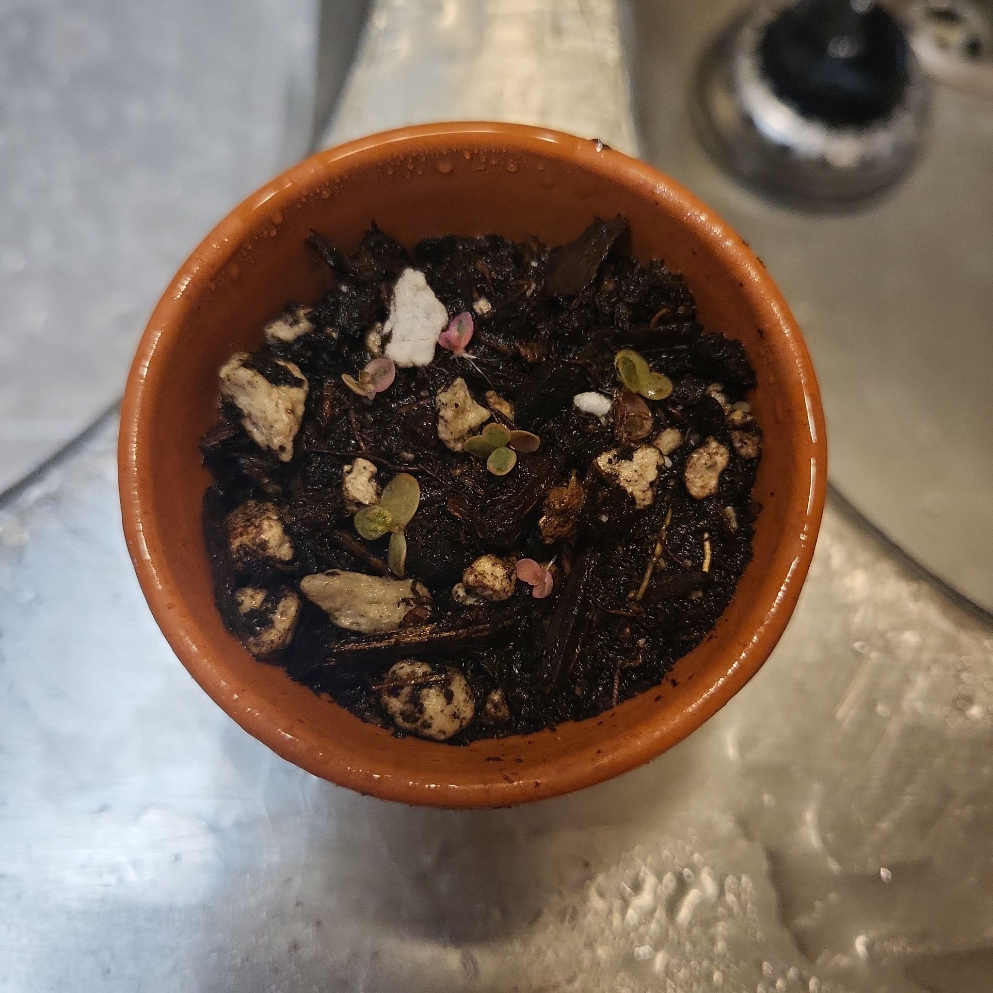 Small potted Kalanchoe 'Pink Butterflies' seedlings in a terracotta pot with moist soil.