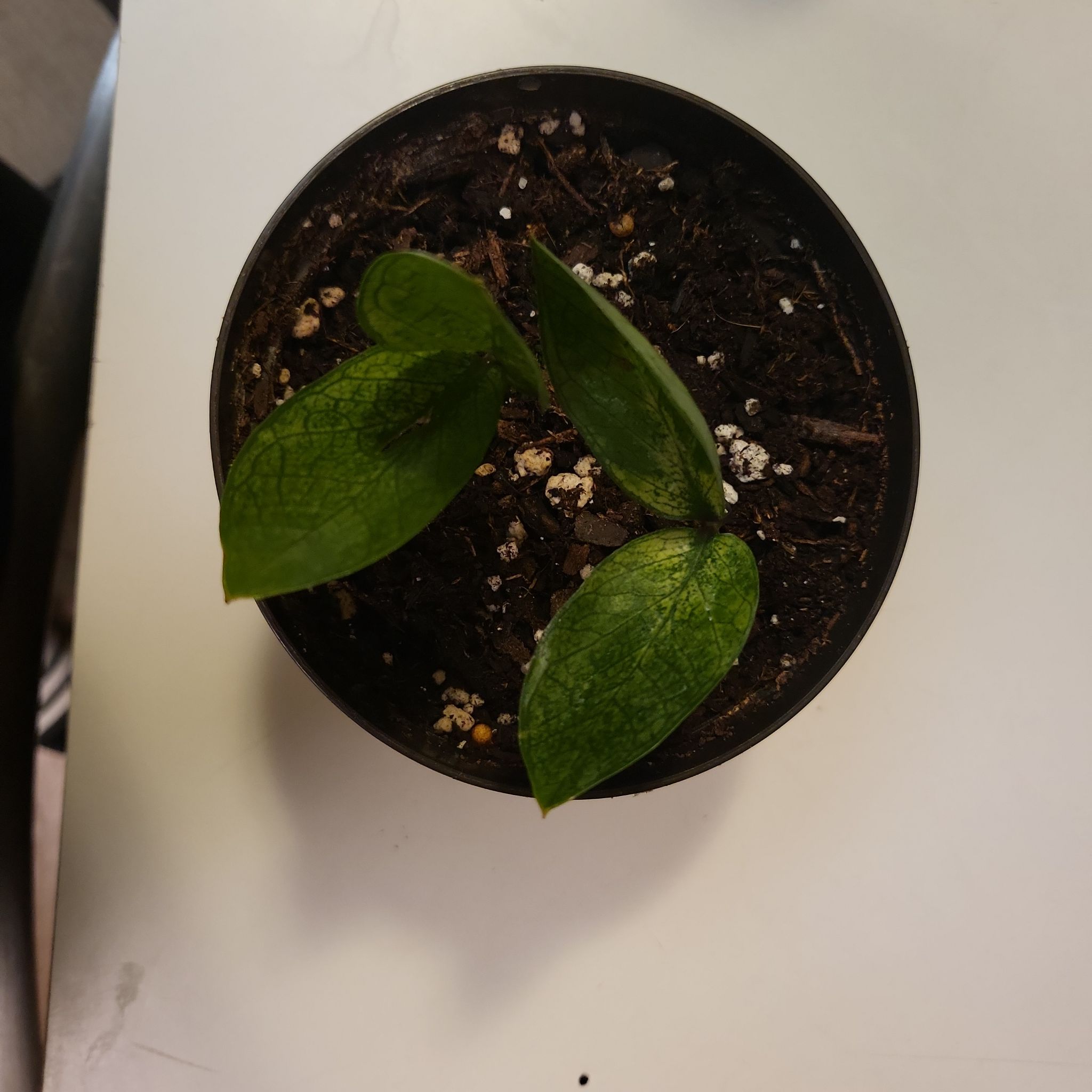 A small potted Chameleon ZZ Plant with three green leaves and visible soil.