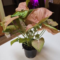 Pink Syngonium plant
