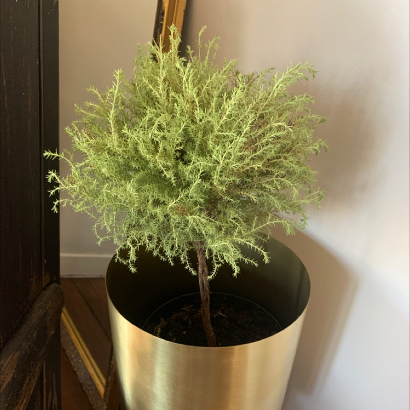 Potted American Juniper plant with vibrant green foliage in a gold pot.
