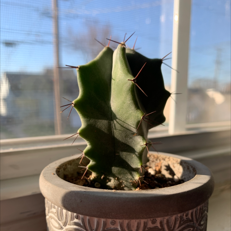 Pleated Cereus plant in a decorative pot with visible soil, well-framed and in focus.