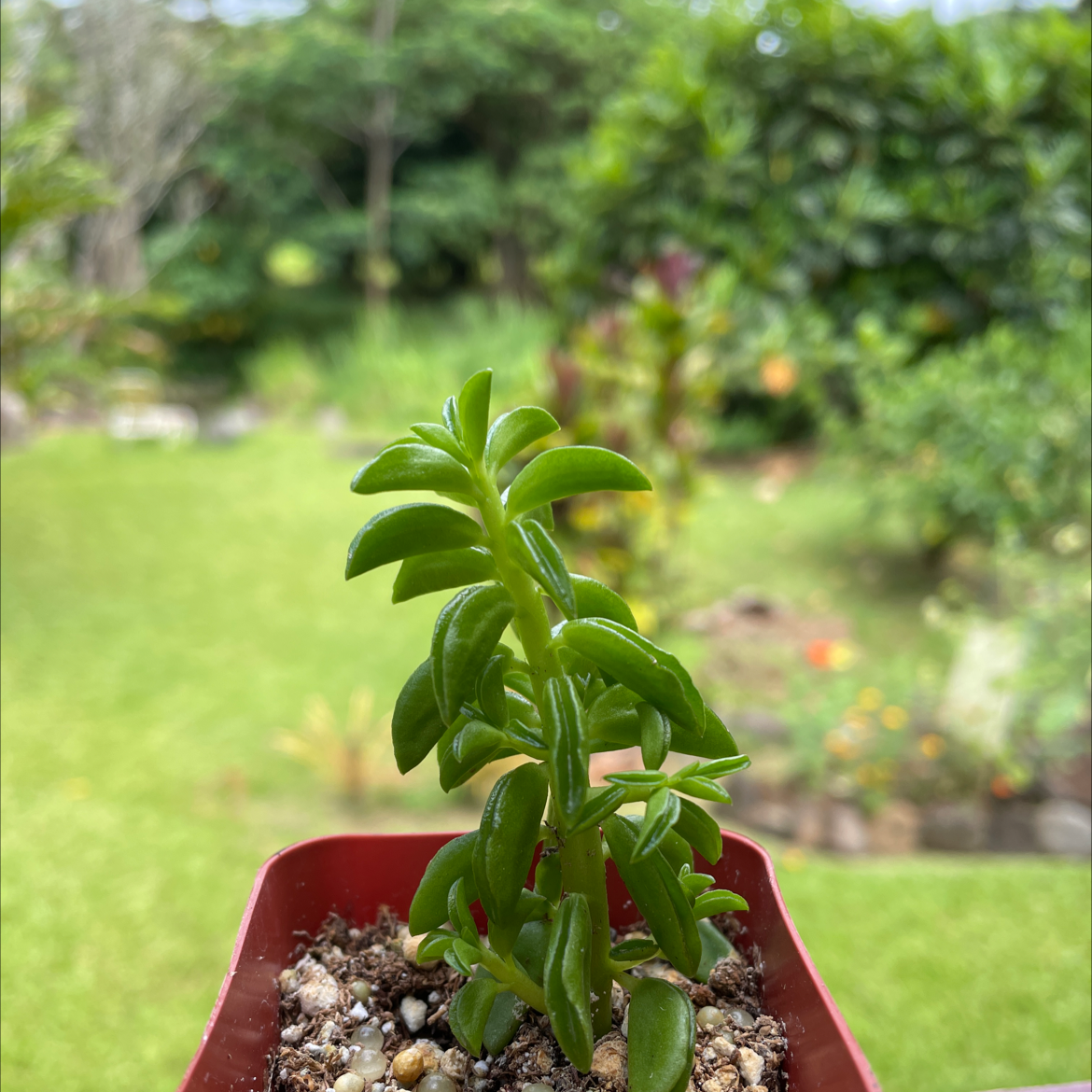 Stringy Stonecrop plant in a red pot with green leaves, garden background.