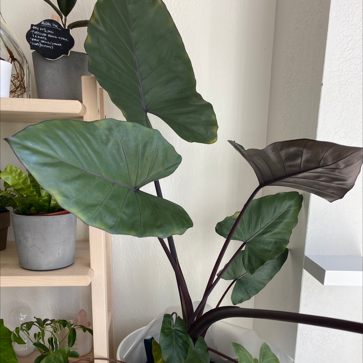 Jewel Alocasia plant with large, dark green leaves indoors near a shelf with other potted plants.