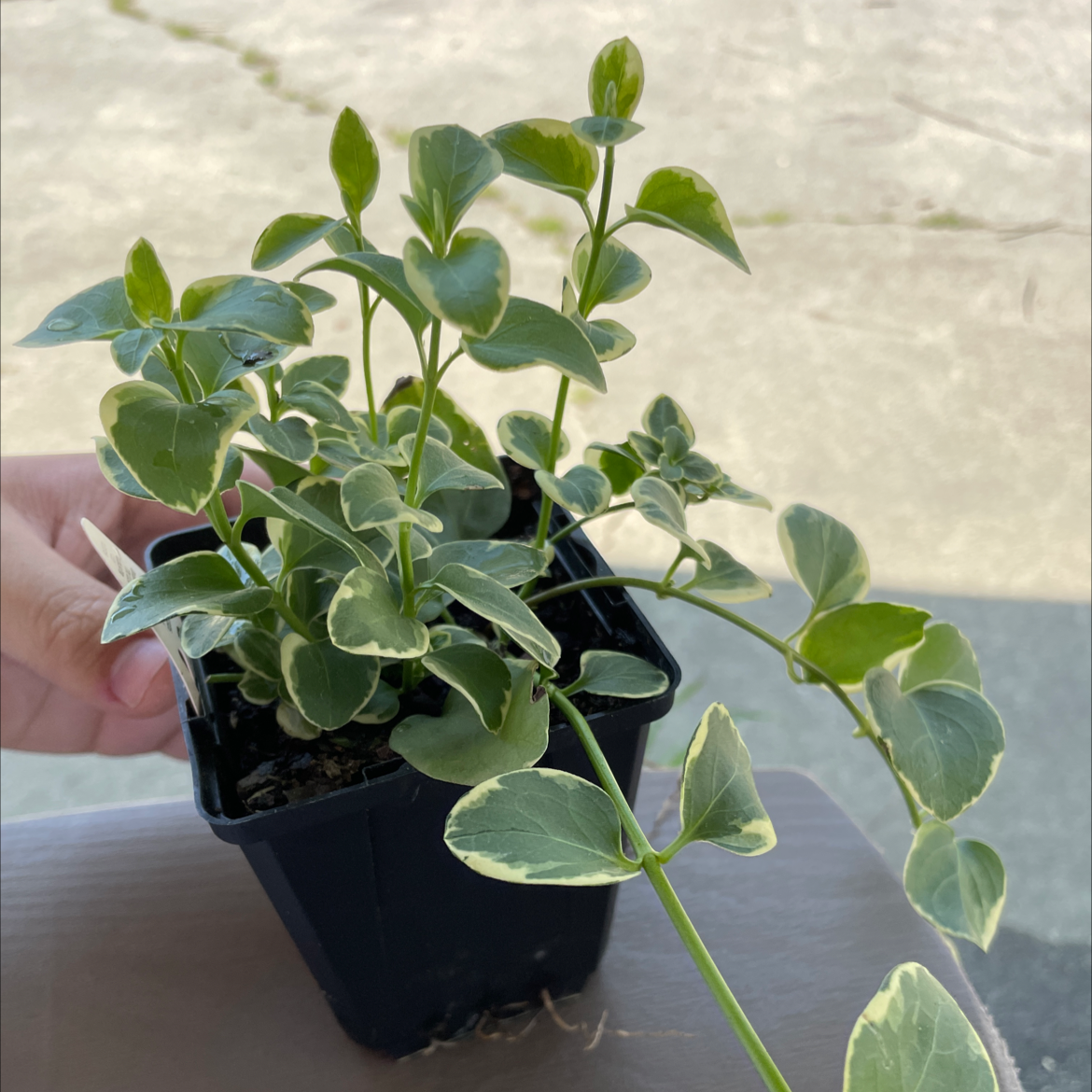 Healthy potted Vinca major plant with green leaves and white flowers, held in a person's hand.