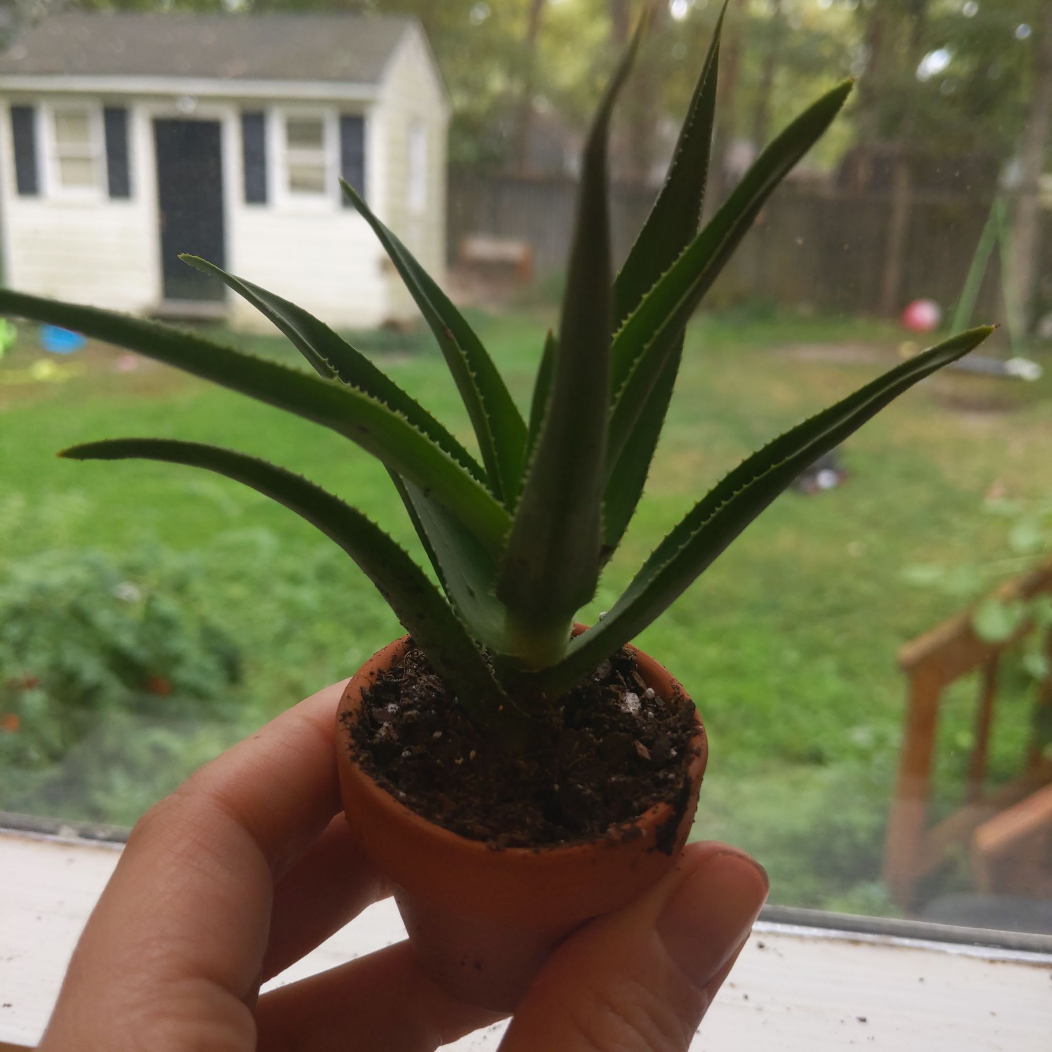 Photo of the plant species Haworthia angustifolia 'Baylissii' by @SkilledDidelta named Denali on Greg, the plant care app