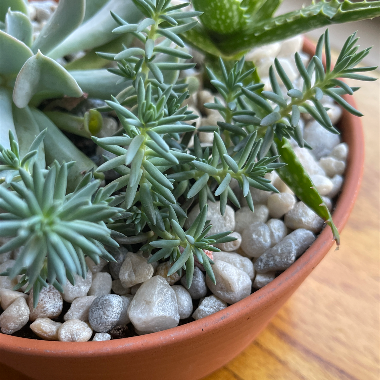 Potted Jenny's Stonecrop succulent with needle-like leaves and white pebbles.