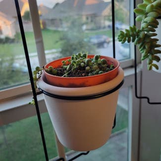 String of Pearls plant in Round Rock, Texas