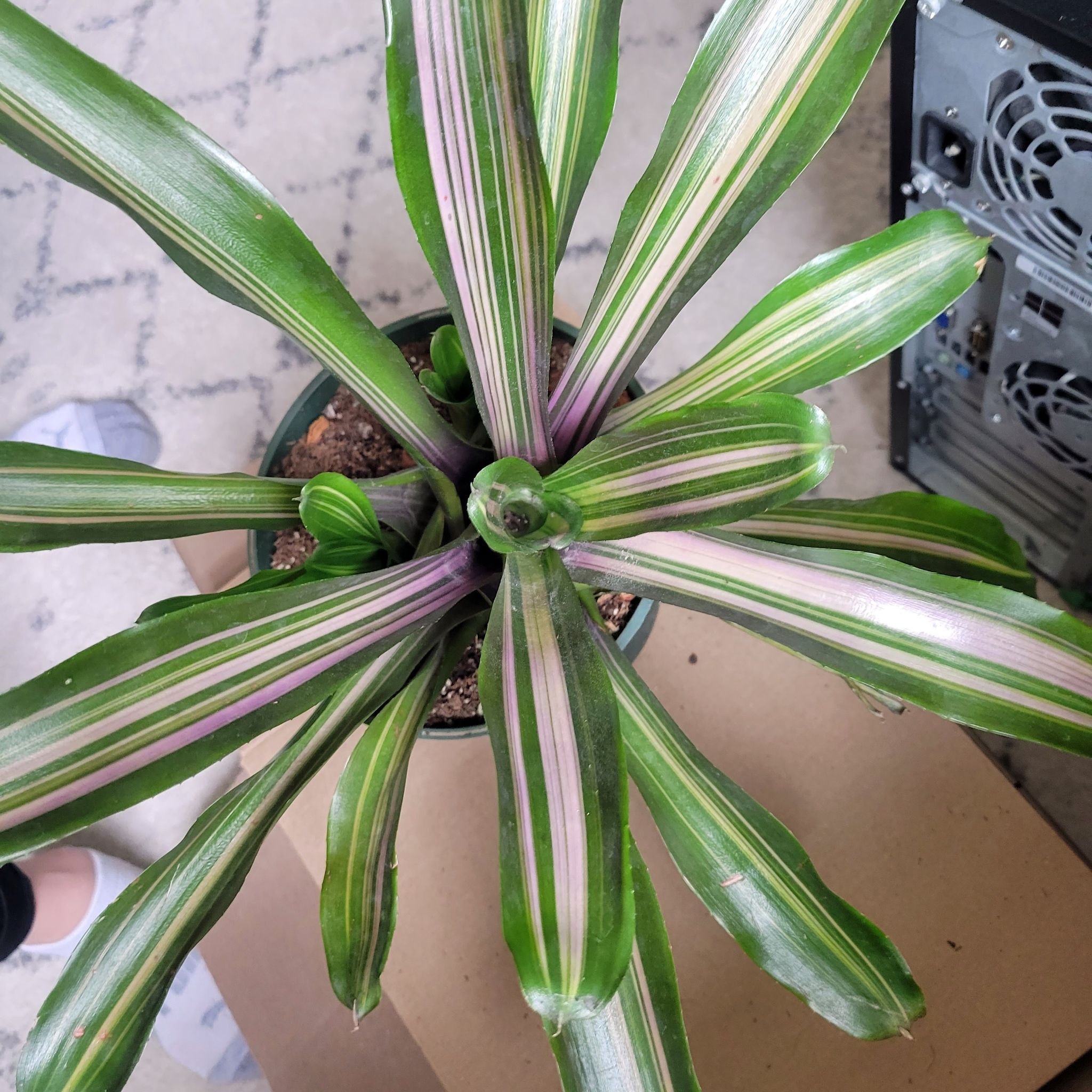 Photo of the plant species Neoregelia 'Raphael' by @thatguy named Willow on Greg, the plant care app