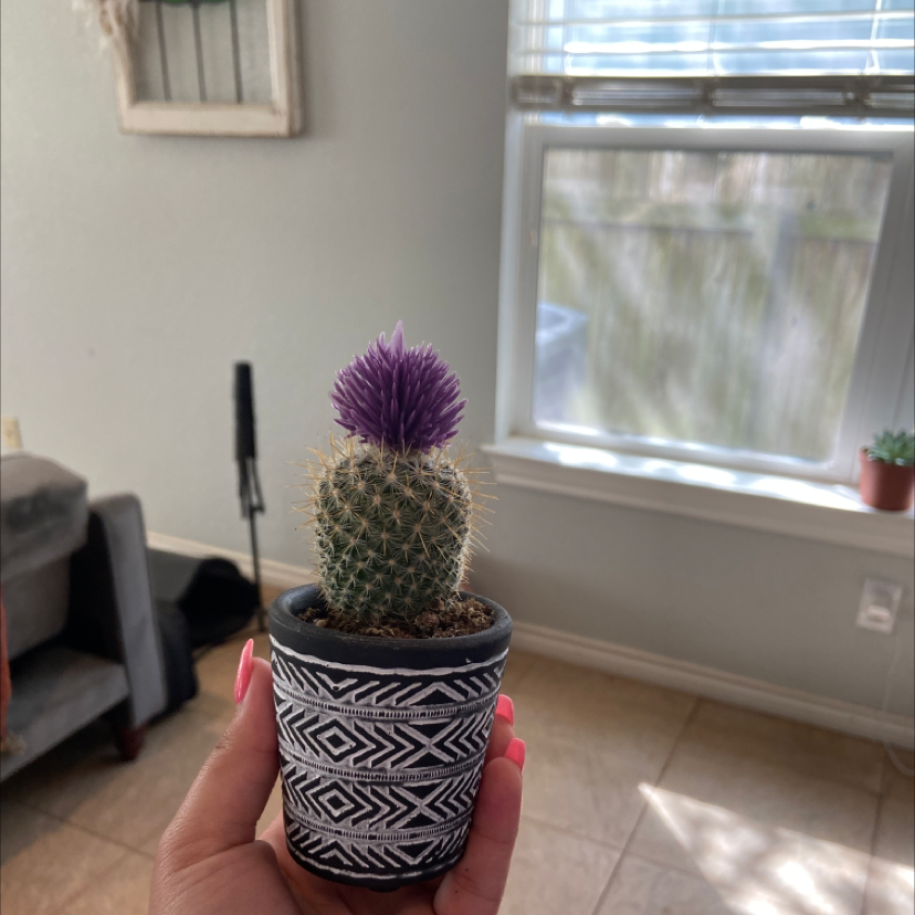 Correll's Hedgehog Cactus in a decorative pot with a purple flower, held by a hand.