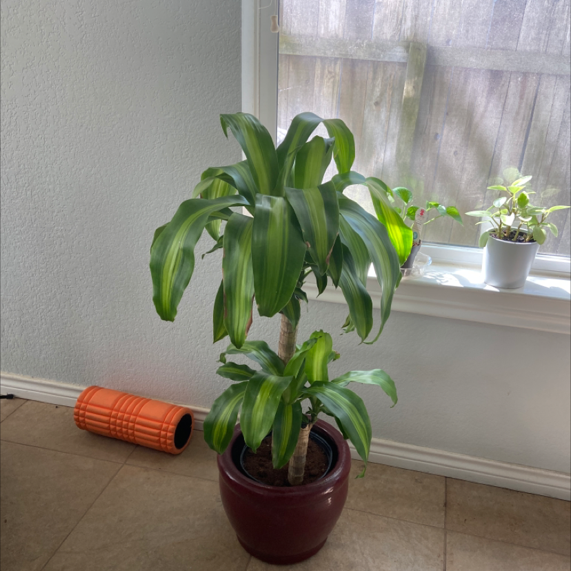 Dracaena Massangeana plant in a pot indoors near a window, healthy green leaves.
