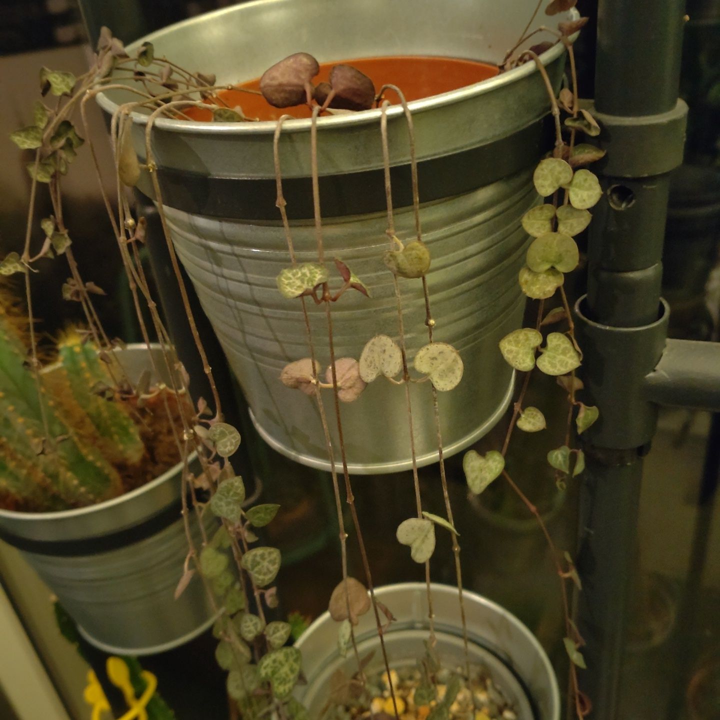 Photo of the plant species String of Hearts by @CaptainBetel named Lantaarnplantje on Greg, the plant care app