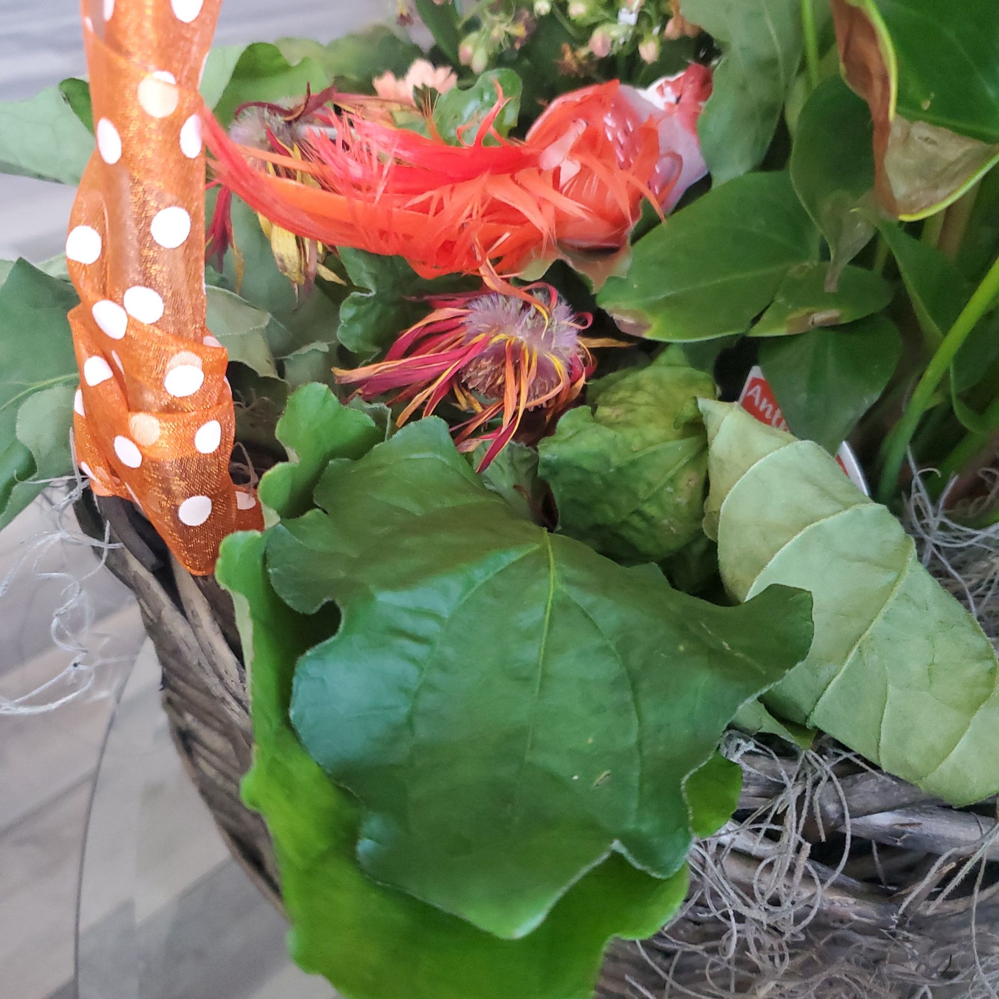 Photo of the plant species Transvaal Daisy by @LushRedcap named Gerber daisy on Greg, the plant care app